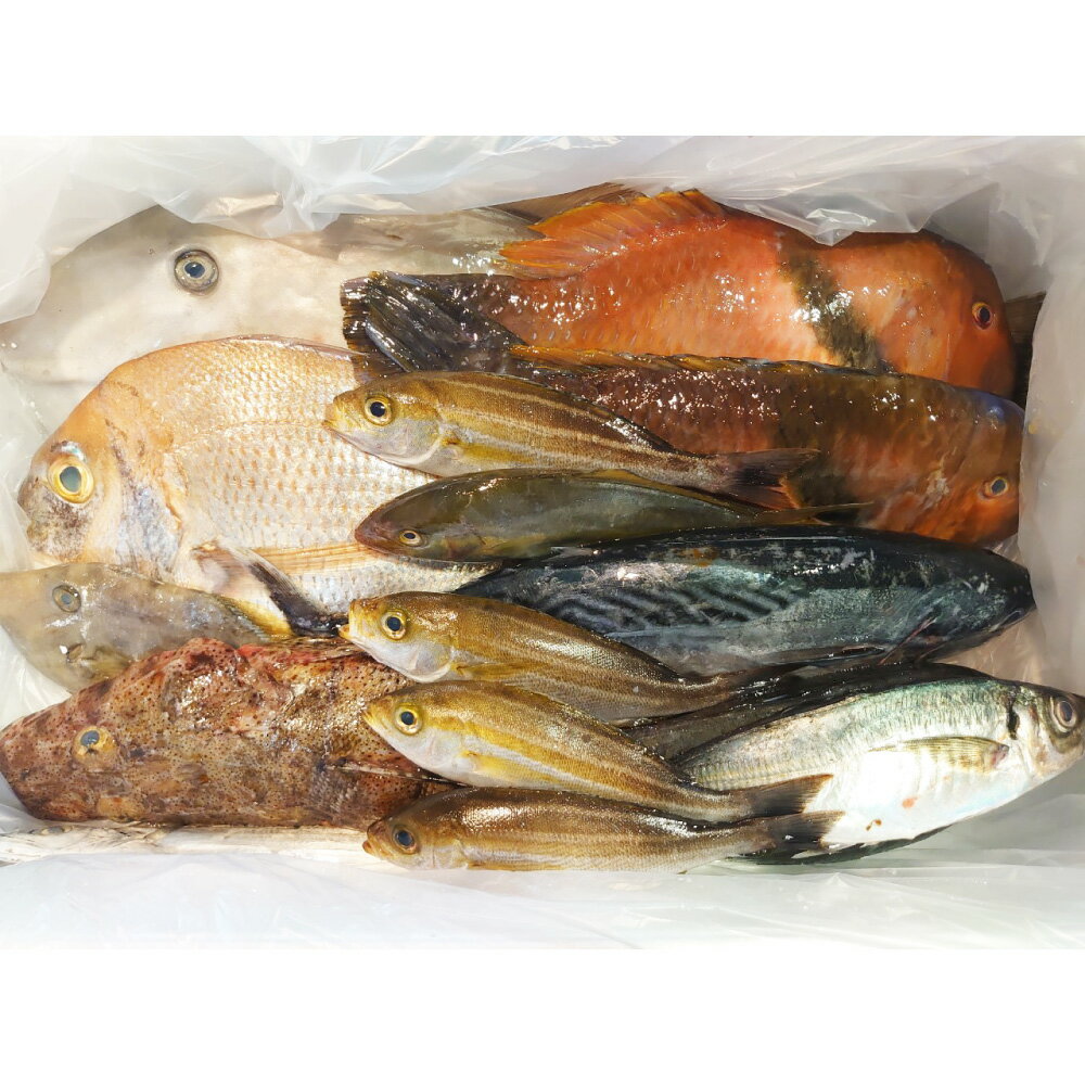 【ふるさと納税】長崎漁港発!長崎近海産鮮魚セット（小） 詰め合わせ 旬 さかな サカナ 魚介類 地魚 鮮魚 水産物 漁港直送 冷蔵 長崎県産 国産 九州 長崎県 長崎市 送料無料 【2025年9月下旬～12月下旬迄発送予定】
