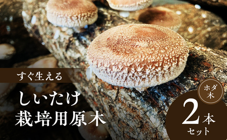 【すぐ生える】 しいたけ栽培用原木（ホダ木） 2本セット 兵庫県 洲本市 淡路島