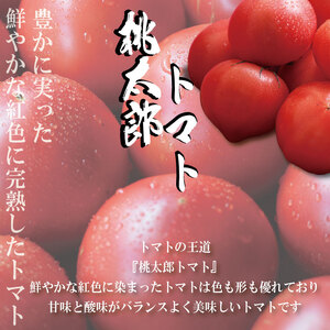 【2026年1月発送】 桃太郎トマト 約3kg 桃太郎 先行予約 甘い 野菜 やさい 国産 産地直送  トマト トマト トマト トマト 生野菜 新鮮 ソース ケチャップ サラダ  グルメ おすすめ 人