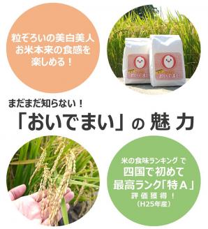 多度津町産 新米 おいでまい【令和6年産新米:11月頃より発送】（白米８kg）【A-11】