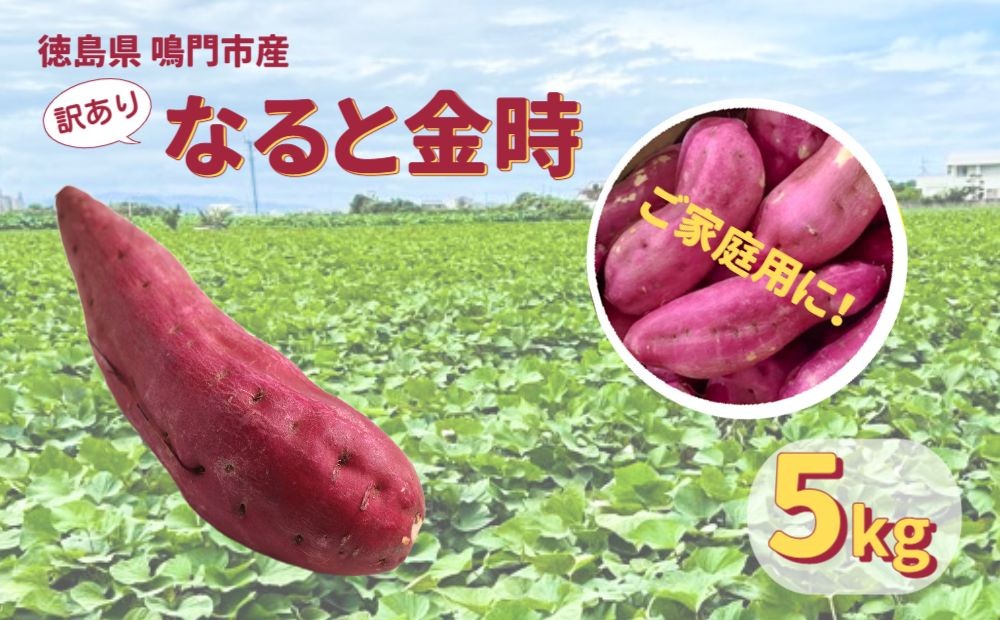 
                  【予約受付中・2026年10月頃より順次発送】本場・徳島県鳴門市産「ご家庭用（ 訳あり ） なると金時 」約5kg【数量限定】　ほくほく 甘い  国産 スイーツ 焼き芋 焼芋　天ぷら 干し芋　さつまいも
                