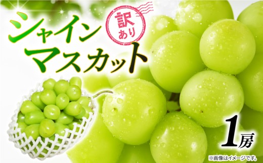 訳あり シャインマスカット 1房 450g 以上 2026 年発送分 数量限定 先行予約 種なし 葡萄 ぶどう マスカット シャイン ご自宅用 産地直送 農家直送 直売 生産 有機栽培 フルーツ 果物 果実 くだもの デザート 旬 味覚 フレッシュ ジューシー 新鮮 甘い 贅沢 ご褒美 お取り寄せ グルメ ふるさと納税 送料無料 千葉県 銚子市 加瀬農園 【8月中旬から9月中旬に順次発送予定】