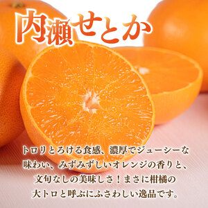 定期便 先行予約 柑橘 全2回 内瀬みかん 内瀬デコ・せとかミックス / 柑橘定期便 柑橘定期便 柑橘定期便 柑橘定期便 柑橘定期便