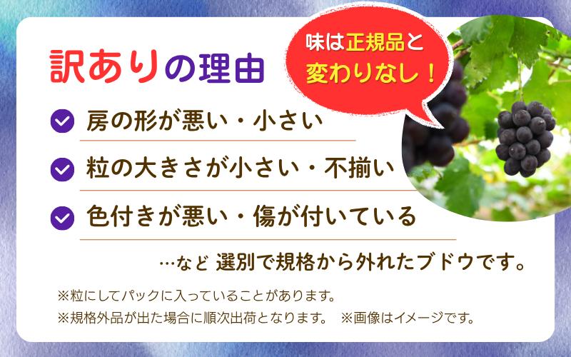 房の形が悪い・小さい、ツブの大きさが小さい不揃い、不揃い色付きが悪い・傷が付いているなど選別で規格から外れたブドウです。