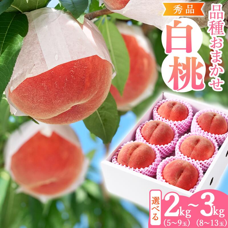 【ふるさと納税】選べる！ 有機肥料栽培 白桃 2kg 〜 3kg 秀品 品種おまかせ 山形産 【2025年8月下旬頃〜9月下旬頃発送予定】／ 果物 フルーツ お取り寄せ 産地直送 東北 山形 2025年産 令和7年産 2キロ 3キロ 2gk 3kg ふるさと納税 桃