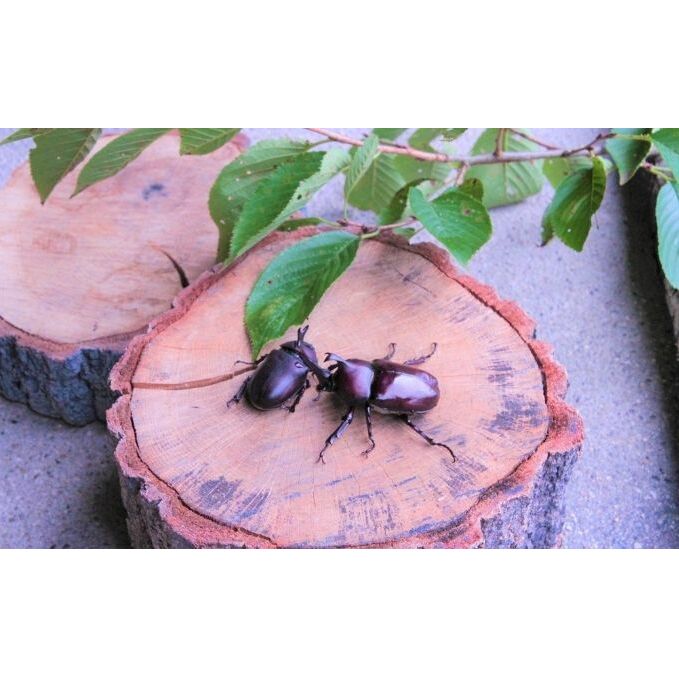 【配送期間は2026年1月下旬～4月上旬に随時配送】カブトムシ（幼虫6匹）_イメージ3
