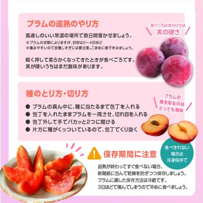 ふるさと納税 大江町 《先行受付》すもも「レイトソルダム」「太陽」約2kg 2〜3L【8月中旬頃〜発送予定】001-078 |  | 02