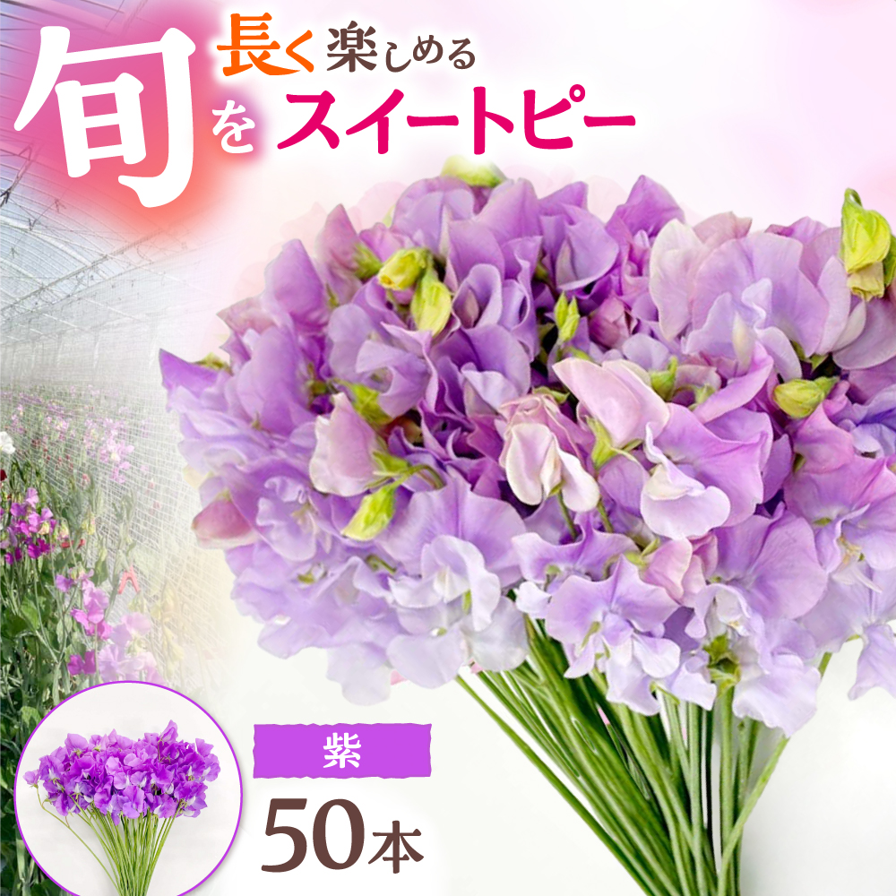 【R7年度12月以降発送】 【生産農家直送！】スイートピー 花束 50本（紫）【木下農園】 [IBW008]