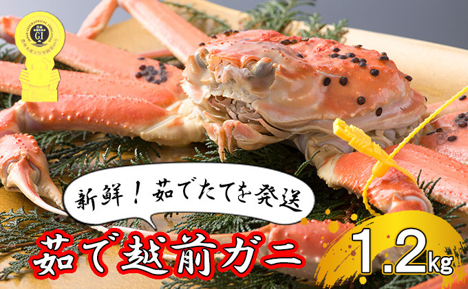 
茹で越前ガニ【期間限定】食通もうなる本場の味をぜひ、ご堪能ください。約1.2kg以上 越前がに 越前かに 越前カニ カニ ボイルガニ [№5580-0566]
