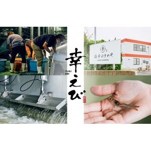 地球に優しい国産エビ　冷凍「幸えび」160g×2袋(合計320g) 静岡県磐田市産【配送不可地域：離島】【1417710】