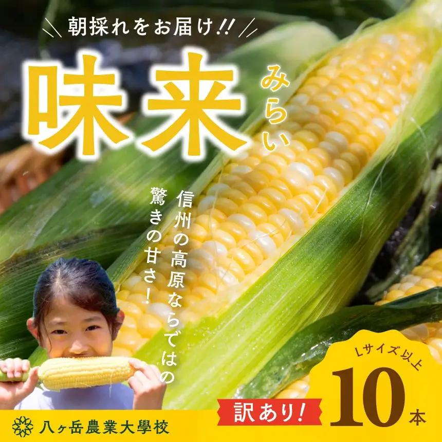 【訳あり】朝採れ 直送 フルーツのような甘さ『皮付き』生とうもろこし 10本【2026年8月上旬～発送】| 八ヶ岳農業大学校