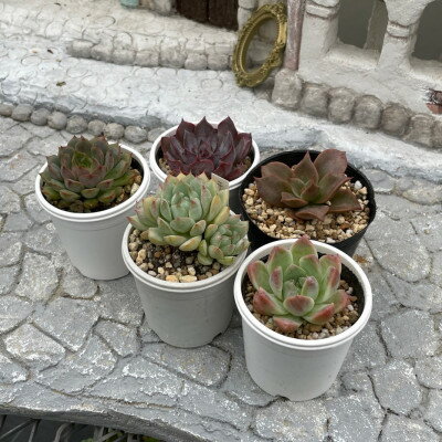 【ふるさと納税】種類はおまかせ!多肉植物の苗セット(5種類アソート)【配送不可地域：離島】【1713107】