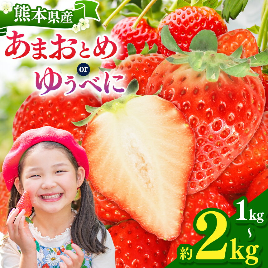 【ふるさと納税】坂本いちご農園 あまおとめ ゆうべに 選べる 約1kg 約1.5kg 約2kg | 果物 くだもの フルーツ いちご 苺 イチゴ あまおとめ ゆうべに 熊本県 玉名市