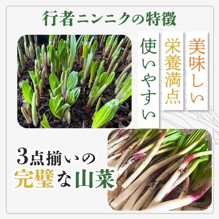 行者にんにくホワイト行者×3袋（茎部）【2001201】