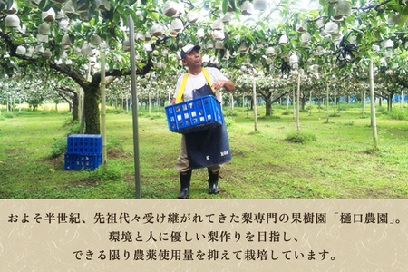 【2026年先行予約】和梨 新高 5kg（5〜9玉）《10月上旬から順次発送》