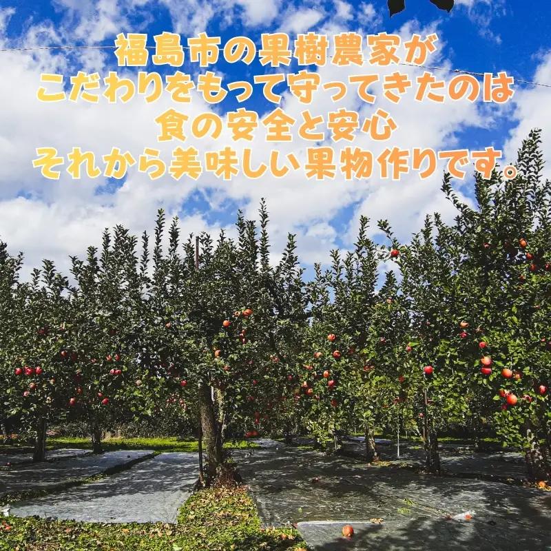 No.0787 ふくしまのりんご蜜姫「サンふじ」約3kg化粧箱入【2026年度発送】