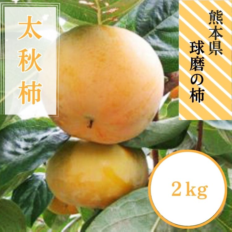 【ふるさと納税】熊本県JAくま産 球磨の太秋柿　2kg　【先行受付】【2026年10月中旬～11月上旬迄発送予定】