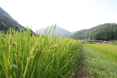 【2026新米先行予約】自然栽培米 鳥取旭（玄米）5kg 令和8年産｜鳥取 岩美 岩美町産 お米 こめ 玄米 無農薬 無肥料 【31024】