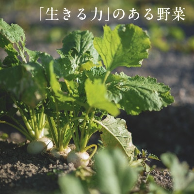 【毎月定期便】しあわせ野菜畑のシェフLセット　(訳あり規格外の有機野菜を一部使用)全6回【配送不可地域：離島・北海道・沖縄県・四国・九州】