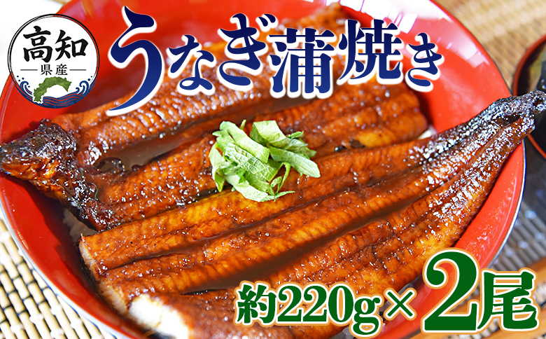 国産 うなぎ蒲焼き 2尾（合計約440g） 養殖 高知県産鰻 - 鰻 ウナギ かばやき 蒲焼 土用の丑の日 スタミナ 夕飯 有頭 約220g fb-0140