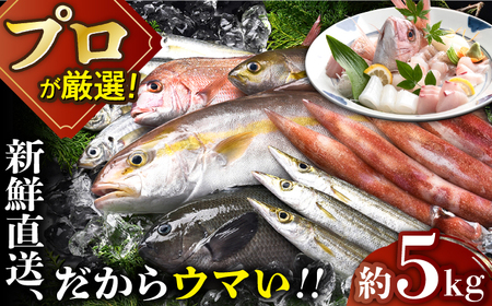 旬の朝獲れ鮮魚約5kg【綾香水産】[KAC016]/ 長崎 平戸 刺身 たたき 刺身 塩焼き 刺身 煮付け 刺身 しゃぶしゃぶ 刺身 アレンジ 刺身 冷凍 刺身 国産 刺身 長崎 刺身