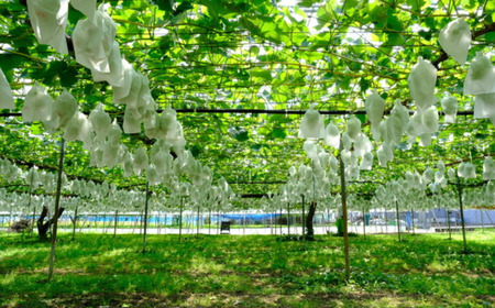 先行予約 シャインマスカット ご自宅用 2房 令和8年度 自家用 渡辺果樹園
