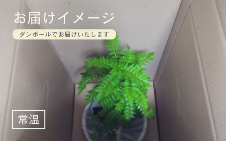 【先行予約】サンショウ苗木（鉢物）【さんしょう サンショウ 山椒 お花 花 はな フラワー 花 苗 植物 家庭菜園 花壇 プランター ガーデニング観葉植物 園芸 鉢物 】【2025年4月上旬以降順次発