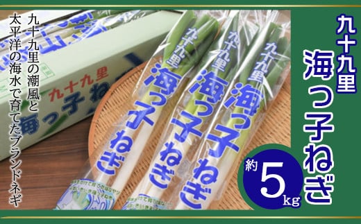 【先行予約】【12月上旬から発送】九十九里の潮風と太平洋の海水で育てたブランドネギ 九十九里海っ子ねぎ 約5kg / ふるさと納税 ねぎ ネギ 葱 千葉県 山武市 SMBQ002
