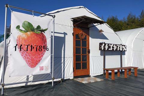 早く見つけて～！！甘い！美味しい！と巷で噂の苺をいっぱい食べてる人程食べてほしい♥ とちおとめ260g×4パック_FE01 ※着日指定不可 ※北海道・沖縄・離島への配送不可