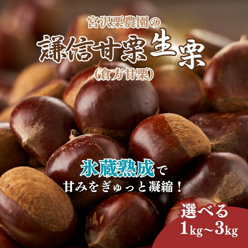 【ふるさと納税】栗 生栗 謙信甘栗の氷蔵熟成栗 1kg 2kg 3kg 1キロ 2キロ 3キロ 新潟県 上越市産 甘栗 なまぐり スイーツ おやつ くり 秋の味覚 送料無料　お届け：2025年10月20日～2025年12月15日