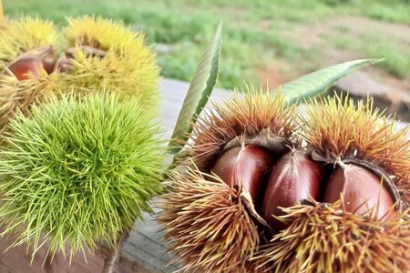 京都亀岡産 丹波くり M～Lサイズ 1.2kg 栗 丹波栗