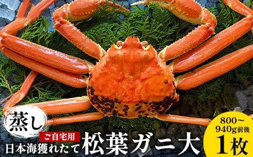 116.【蒸し】訳あり ご自宅用 日本海獲れたて松葉ガニ 大 800～940g前後 1枚 ※2025年11月上旬～2026年3月上旬頃に順次発送予定【家庭用 松葉ガニ 松葉蟹 蟹 かに 甲殻類 ズワイガニ 鳥取県 北栄町 おすすめ 人気 送料無料】