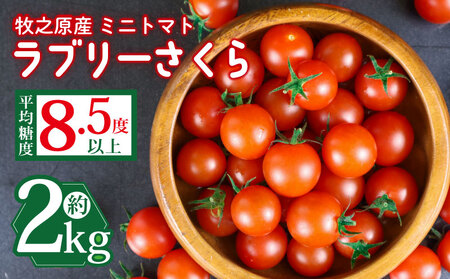 ミニ トマト フルーツ トマト ラブリーさくら うまたま 1kg × 2箱 計 2kg 国産 野菜 フルーツ 甘い 静岡県 牧之原市 山本農園 とまと とまと とまと とまと とまと とまと とまと