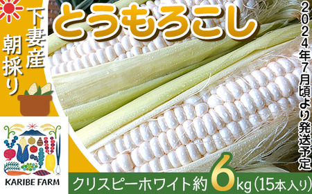 66-26下妻産朝採りとうもろこし約6kg（クリスピーホワイト・15本入り）【先行予約：2024年7月上旬～7月中旬ころ順次発送予定】