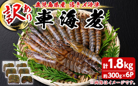 n281 訳あり 車海老 規格外 バラ セット 計1.8kg・300g前後 × 6P 【車海老日本株式会社】