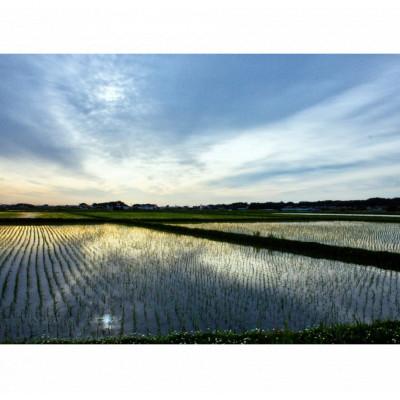 ふるさと納税 相馬市 第15回　米・食味分析鑑定コンクール金賞受賞者が生産した米(コシヒカリ精米5kg) |  | 03