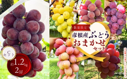 【先行予約 8月中旬から発送】 期間限定 ぶどう 詰め合わせ 約1.2kg 2房 食べ比べ  藤稔 紅伊豆 安芸クイーン 多摩ゆたか ゴルビー ピオーネ 果物 くだもの フルーツ デザート ブドウ 葡萄 詰合せ ギフト 贈答 おまかせ 品種おまかせ 品種 夏 秋 7年 8月 9月 1万円 10000円 滋賀 彦根