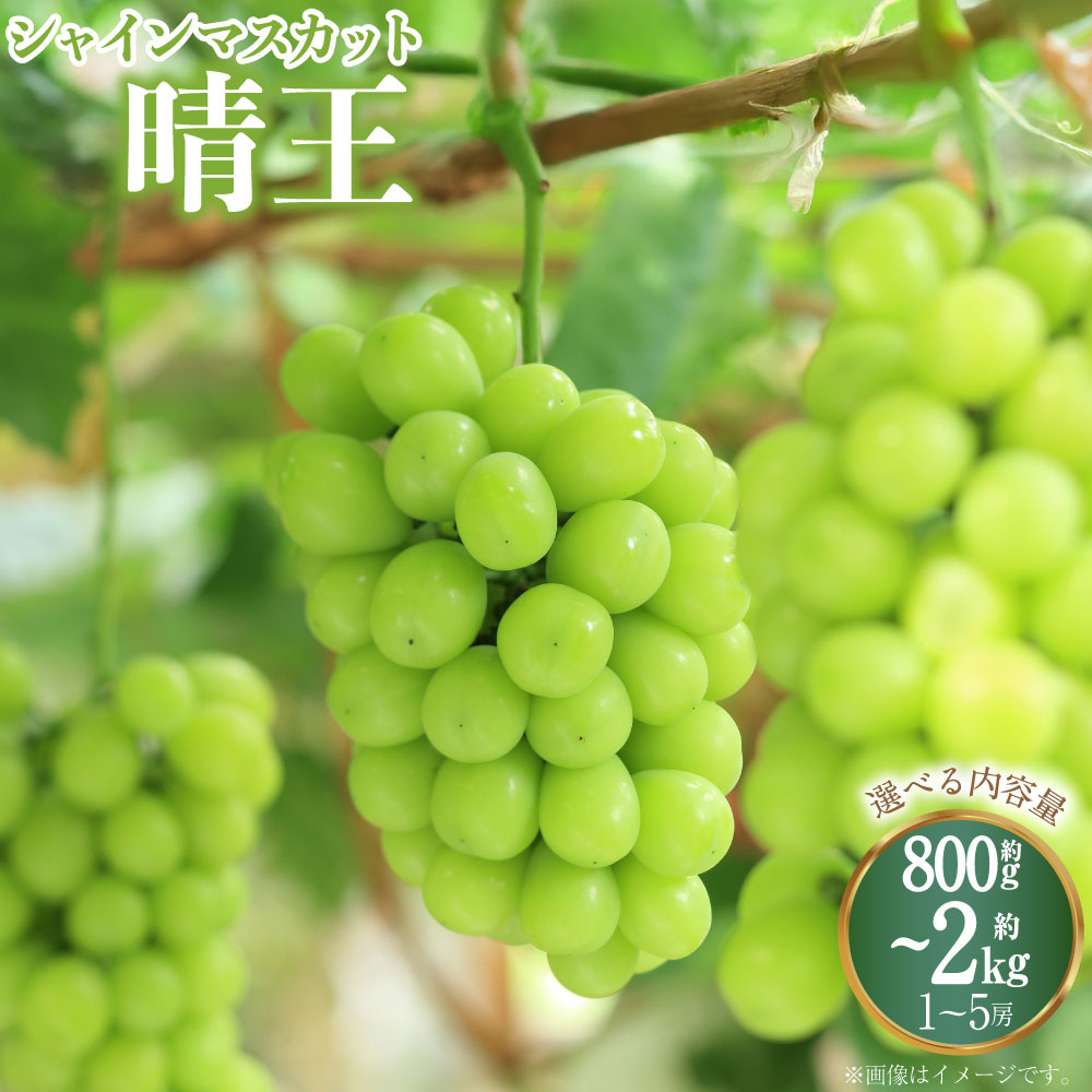 【ふるさと納税】【選べる容量】シャインマスカット 晴王 3～5房（約2kg） / 2房（1房480g以上） / 1房（800g以上） 計800g～960g以上 化粧箱入り 【2026年8月下旬～11月上旬迄発送予定】 ぶどう マスカット 種なし 果物 フルーツ 冷蔵 国産 岡山県 奈義町 送料無料