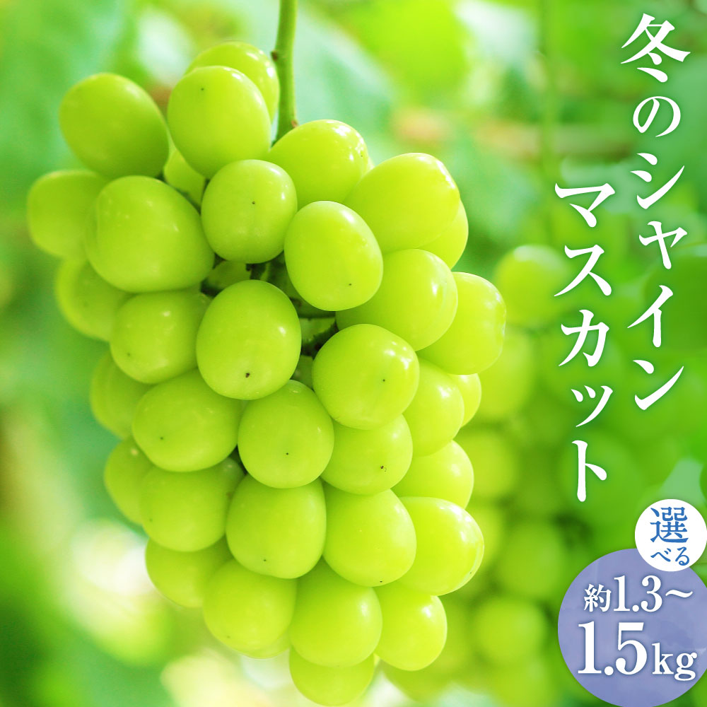 【ふるさと納税】山形おきたま産 冬のシャインマスカット 秀 ＜選べる容量＞【2～3房 （約1.3kg）／2～4房（約1.5kg）】シャインマスカット マスカット 葡萄 ぶどう ブドウ フルーツ スイーツ 果物 くだもの 果実 山形県 白鷹町 冷蔵 送料無料 【2026年12月下旬発送予定】