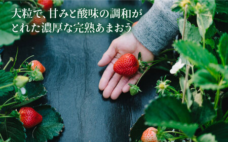 【先行受付】完熟 あまおう 270g × 4パック 苺 いちご【2026年1月より順次発送】 《糸島》【slowberry strawberry】 [APJ001] いちご いちご いちご いちご い
