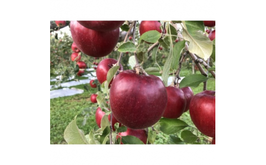 
クセになる酸味　お菓子作りに良し、生食でも良し　青森県産　紅玉　贈答用　5キロ【1430908】
