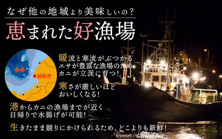【11月発送】越前がに本場の越前町からお届け！浜茹で越前かに大サイズ（生で800g以上） × 1杯  [e68-x003_11] カニ かに 越前がに 越前ズワイガニ 越前かに 越前カニ 姿