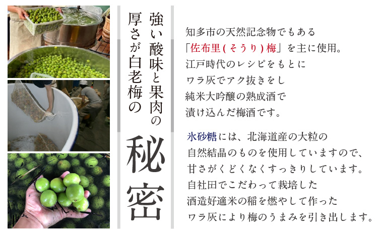 【お中元 熨斗対応可能】知多の梅酒 『純米大吟醸仕込みの梅酒 白老梅(500ml)』