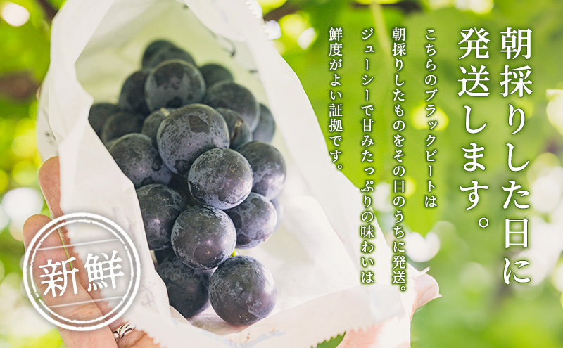 ブラックビート 2～3房 セット  ぶどう 種無し 皮ごと 兵庫県産 大粒 農家直送 果物 果物類 フルーツ デザート ブドウ 詰め合わせ 甘い 粒 糖度