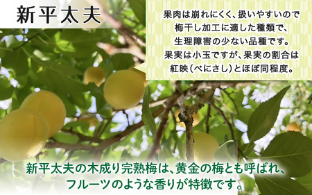 【先行予約】【福井特産】 福井梅（新平太夫）青梅 5kg（L～2L サイズ）【2025年6月以降順次発送】 梅 福井梅 生梅 青梅 完熟梅 梅干し 梅酒 梅干 梅シロップ 梅ジャム 梅ジュース 果物 