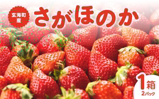 ★予約受付★平川いちご農園 佐賀県玄海町産「さがほのか」2026年1月～4月までに順次配送 ／ 送料無料 さがほのか 苺 いちご イチゴ 希少 果物 くだもの フルーツ デザート 旬 順次配送 予約受付