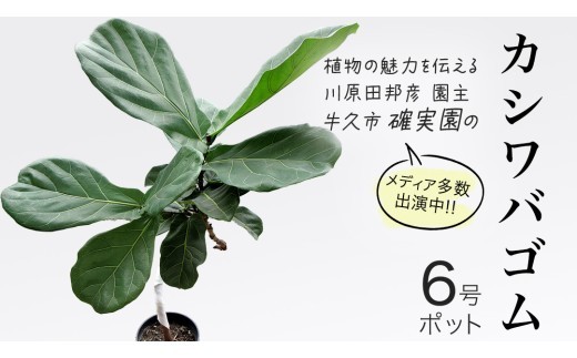 
                  カシワバゴム 6号ポット 1点 家庭 で 園芸 鉢植え 苗 庭木 果樹 ガーデニング 植物 確実園 観葉植物 インテリア 植木鉢
                