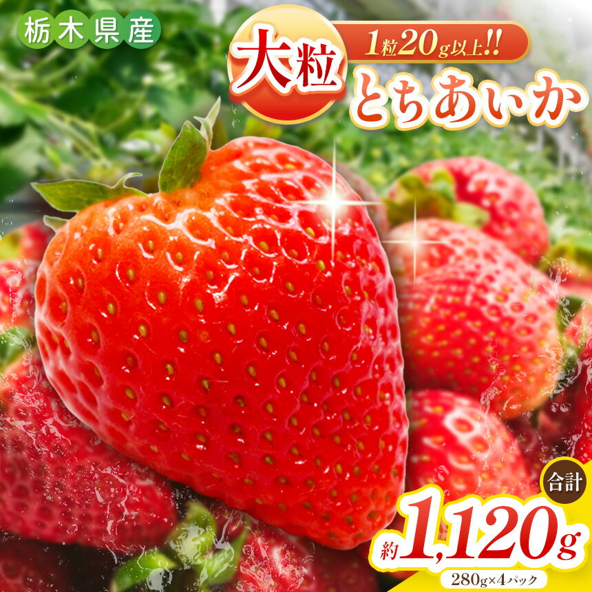 【ふるさと納税】大粒とちあいか 1120g (280g×4パック) [2026年4月中旬より順次発送予定] 朝摘み 新鮮｜いちご イチゴ 苺 フルーツ 果物 産地直送 とちあいか 矢板市産 栃木県 矢板市 先行予約