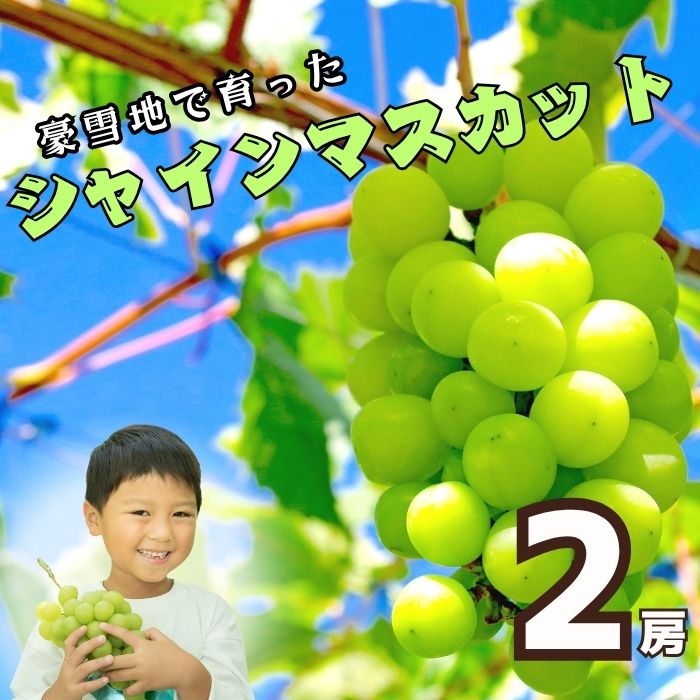 【ふるさと納税】【先行予約】[令和7年産] シャインマスカット2房（約1kg以上）(7-A32)＜出荷開始：2025年10月中旬～＞【 長野県飯山市 信州産 フルーツ ぶどう シャイン マスカット 種なし 皮ごと 期間限定 甘い 食べやすい おすすめ オススメ 贈答 ギフト】