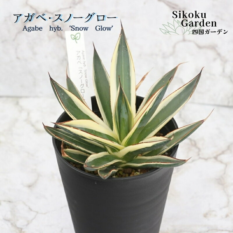 【ふるさと納税】アガベ・スノーグロー 4.5号鉢 四国ガーデン 人気 多肉植物 インテリア 観葉植物 グリーン リラックス｜D28